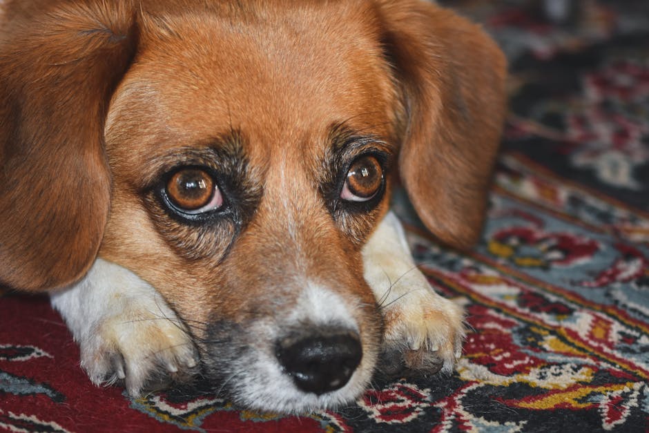 A small, beige Chihuahua dog with large, dark eyes and a collar, lying on a fluffy, cream-colored shaggy rug in a well-lit room. The surface appears clean and soft, with the dog seated comfortably nea